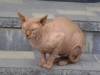 Don Sphynx Katze - Die Sphynx-Katze ist eine der seltensten und außergewöhnlichsten Katzenrassen.