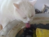 Catsitting Vienna - Katze trinkt Wasser